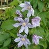 Clématite - Clematis Diversifolia River Star 2 Clématite - Clematis Diversifolia River Star -Promesse de Fleurs Magasin Clematite Clematis diversifolia River Star IF 6814921 1