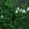 Clématite - Clematis Integrifolia Baby White -Promesse de Fleurs Magasin Clematite Clematis integrifolia Baby White copyright Javoy 17171 1