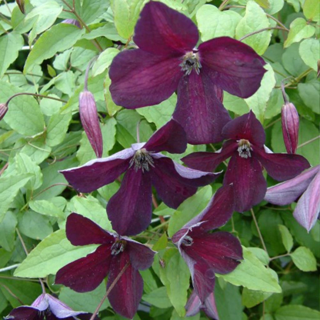 Clématite - Clematis Viticella Black Prince 3 Clématite - Clematis Viticella Black Prince