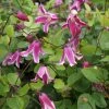 Clématite - Clematis Viticella Etoile Rose -Promesse de Fleurs Magasin Clematite Clematis viticella Etoile Rose IF 6814971 1
