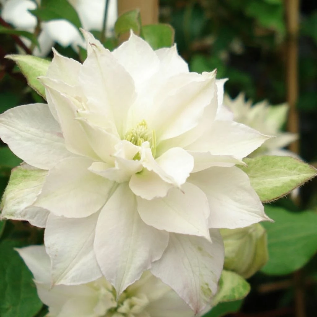 Clématite - Clematis Dancing Dorien® Zodado 3 Clématite - Clematis Dancing Dorien® Zodado