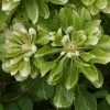 Clématite - Clematis Green Passion -Promesse de Fleurs Magasin Clematite Green Passion 83600 1