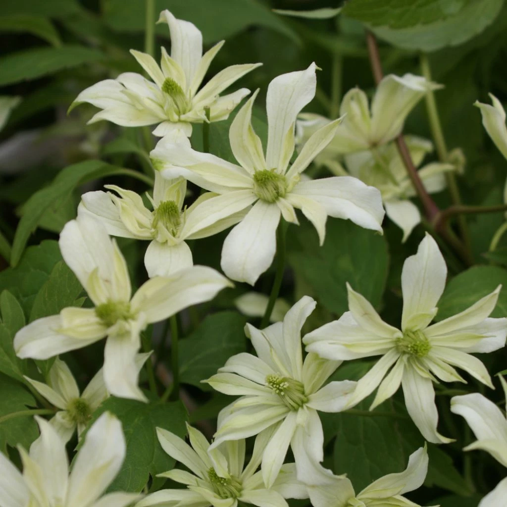 Clématite - Clematis Montana Jenny Keay 3 Clématite - Clematis Montana Jenny Keay