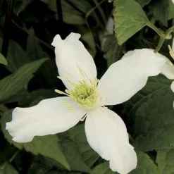 Clématite - Clematis Montana Wilsonii
