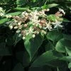 Arbre Du Clergé Fargesii - Clerodendrum Trichotomum Fargesii -Promesse de Fleurs Magasin Clerodendrum trichotomum Fargesii 87578 1