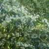 Clethra Barbinervis -Promesse de Fleurs Magasin Clethra barbinervis2 ld Clivid 781579 1