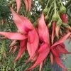 Clianthus Puniceus Flamingo - Pince De Homard -Promesse de Fleurs Magasin Clianthus puniceus Flamingo 85289 1