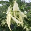 Clianthus Puniceus White Heron - Pince De Homard -Promesse de Fleurs Magasin Clianthus puniceus White Heron 85291 1