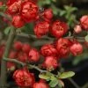 Cognassier Du Japon Red Joy - Chaenomeles Superba