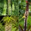 Collection 5 Eucomis -Promesse de Fleurs Magasin Collection 5 Eucomis 86085 1