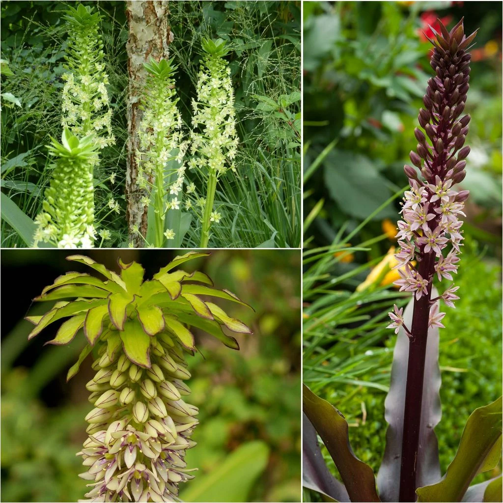 Collection 5 Eucomis 3 Collection 5 Eucomis