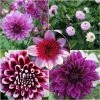 Collection Dahlias Byzantins -Promesse de Fleurs Magasin Collection Dahlias Byzantins 83501 1