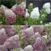 Collection Hortensias Paniculata 1 Collection Hortensias Paniculata -Promesse de Fleurs Magasin Collection Hortensias Paniculatas 67850 1