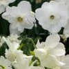 Collection Narcisses Blancs 1 Collection Narcisses Blancs -Promesse de Fleurs Magasin Collection Narcisses Blancs 82852 1