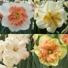 Collection Narcisses Papillons -Promesse de Fleurs Magasin Collection Narcisses Papillons 82853 1