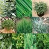 Collection De 10 Aromatiques En Plants -Promesse de Fleurs Magasin Collection de 10 aromatiques Bio en plants 4035 1