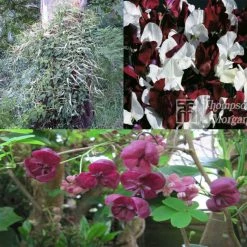 Collection De 3 Grimpantes Pour 6 Mois De Fleurs