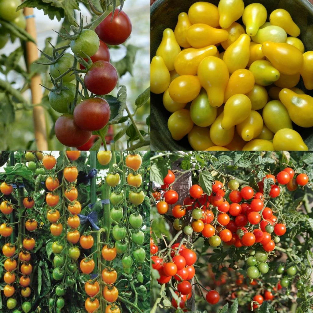 Collection De 4 Tomates Apéritif - Tomate-cerise Et Cocktail 3 Collection De 4 Tomates Apéritif - Tomate-cerise Et Cocktail