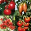 Collection De 4 Tomates Hybrides F1 -Promesse de Fleurs Magasin Collection de 4 tomates hybrides F1 70041 1 1