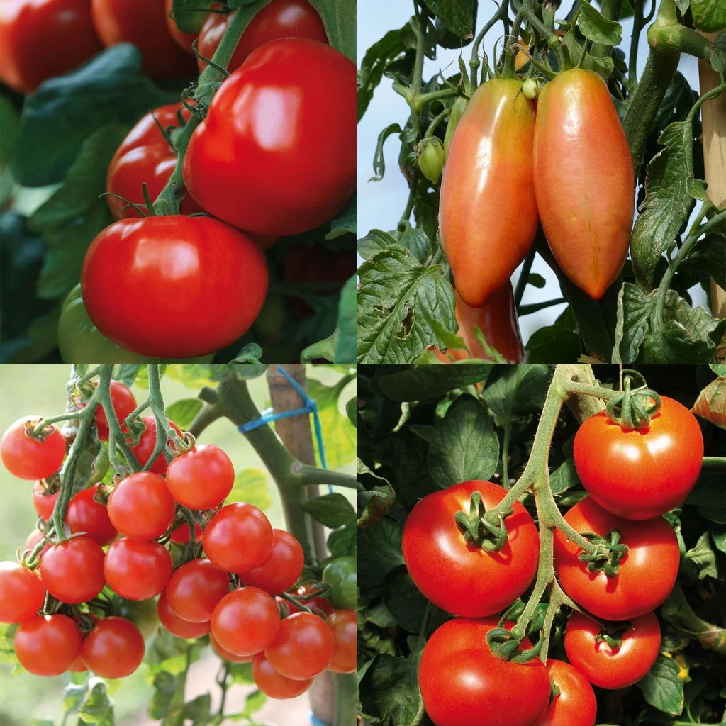 Collection De 4 Tomates Hybrides F1 3 Collection De 4 Tomates Hybrides F1