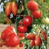 Collection De 5 Tomates En Plants GREFFES 1 Collection De 5 Tomates En Plants GREFFES -Promesse de Fleurs Magasin Collection de 5 tomates en plants greffes 4046 1 1