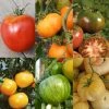 Collection De 6 Tomates Colorées 2 Collection De 6 Tomates Colorées -Promesse de Fleurs Magasin Collection de 6 tomates colorees 70038 1 1