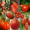 Collection De 8 Tomates De Formes Variées -Promesse de Fleurs Magasin Collection de 8 tomates de formes variees 70039 1 1