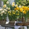 Collection Potées De Narcisses 1 Collection Potées De Narcisses -Promesse de Fleurs Magasin Collection pot es de narcisses 80560 1