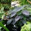Colocasia Black Magic - Oreille D'Eléphant -Promesse de Fleurs Magasin Colocasia Black magic 83271 1