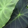Colocasia Dragon Heart Giant - Oreille D'éléphant -Promesse de Fleurs Magasin Colocasia Dragon Heart Giant 83272 1 2