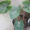 Colocasia Hawaiian Punch - Taro 2 Colocasia Hawaiian Punch - Taro -Promesse de Fleurs Magasin Colocasia Hawaiian Punch 15053 1
