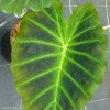 Colocasia Imperial Gigante - Oreille D'Eléphant -Promesse de Fleurs Magasin Colocasia Imperial Gigante 83273 1