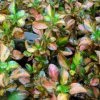 Coprosma Evening Glow -Promesse de Fleurs Magasin Coprosma Evening Glow 83276 1