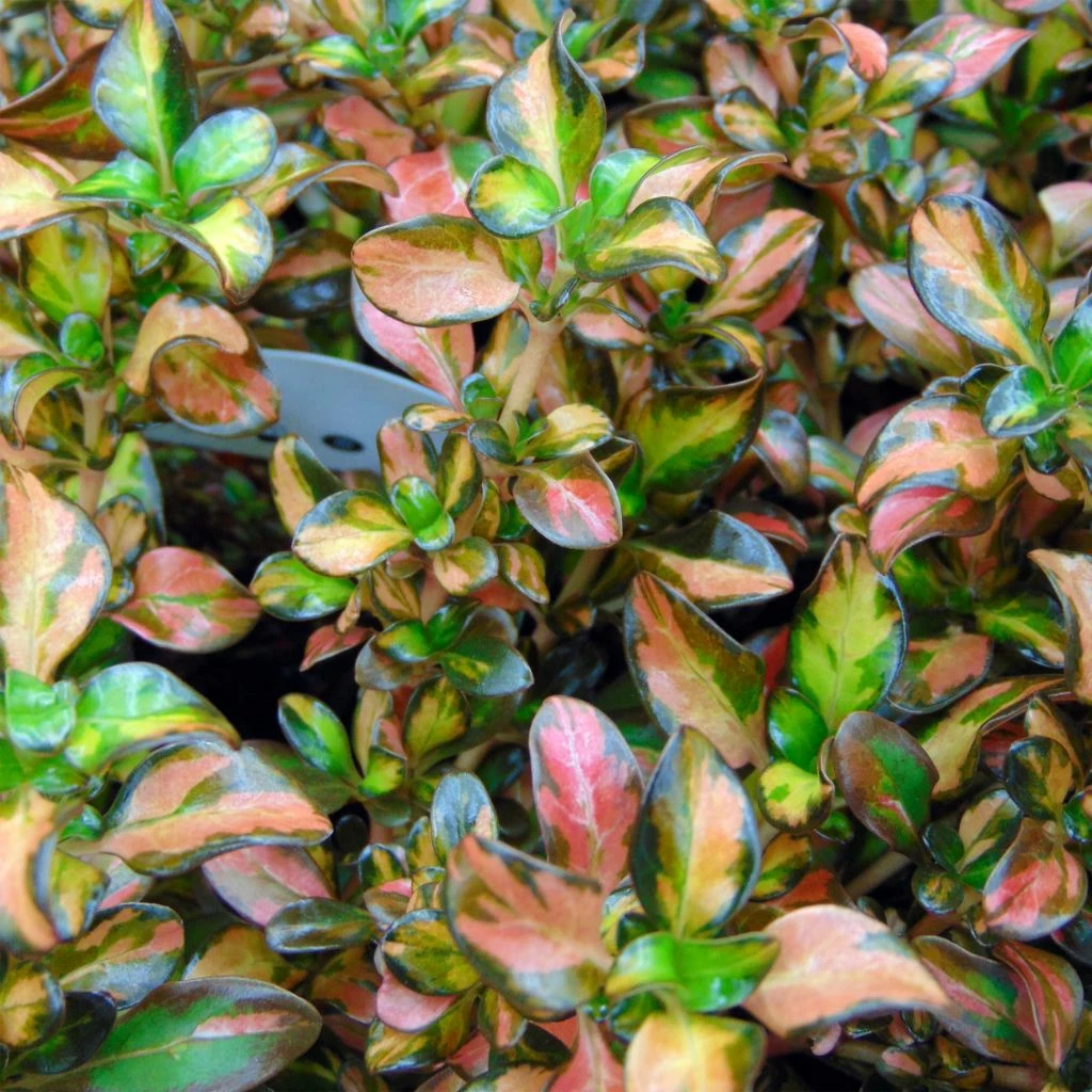 Coprosma Evening Glow 3 Coprosma Evening Glow