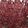 Coprosma Pacific Dawn -Promesse de Fleurs Magasin Coprosma Pacific Dawn 88788 1