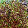 Coprosma Pacific Night -Promesse de Fleurs Magasin Coprosma repens Pacific Night 88789 1