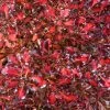 Coprosma Pacific Sunset 2 Coprosma Pacific Sunset -Promesse de Fleurs Magasin Coprosma repens Pacific Sunset 88790 1