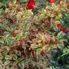 Coprosma Repens Pink Splendor 2 Coprosma Repens Pink Splendor -Promesse de Fleurs Magasin Coprosma repens Pink Splendor LD 18454 1