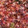 Coprosma (x) Repens Fire Burst -Promesse de Fleurs Magasin Coprosma x repens Fire Burst IF 16236 1