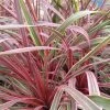 Cordyline Can Can -Promesse de Fleurs Magasin Cordyline Can Can 84799 1