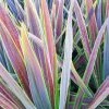 Cordyline Australis Mint Chocolate -Promesse de Fleurs Magasin Cordyline australis Mint Chocolate V 18456 1
