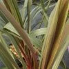 Cordyline Australis Sundance -Promesse de Fleurs Magasin Cordyline australis Sundance 84626 1 2