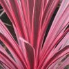Cordyline Australis Sunrise -Promesse de Fleurs Magasin Cordyline australis Sunrise 81583 1
