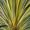 Cordyline Australis Torbay Dazzler -Promesse de Fleurs Magasin Cordyline australis Torbay Dazzler 83280 1