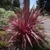Cordyline Banksii Electric Pink -Promesse de Fleurs Magasin Cordyline banksii Electric Pink 100458 1
