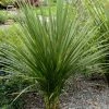 Cordyline Indivisa 1 Cordyline Indivisa -Promesse de Fleurs Magasin Cordyline indivisa v 7219 1