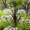 Cordyline Obtecta Superstar -Promesse de Fleurs Magasin Cordyline obtecta Superstar 87381 1
