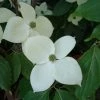 Cornus Eddie's White Wonder - Cornouiller Hybride. -Promesse de Fleurs Magasin Cornus Eddie s White Wonder 83894 1