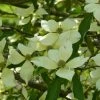 Cornus Capitata - Cornouiller De L'Himalaya -Promesse de Fleurs Magasin Cornus capitata 84005 1