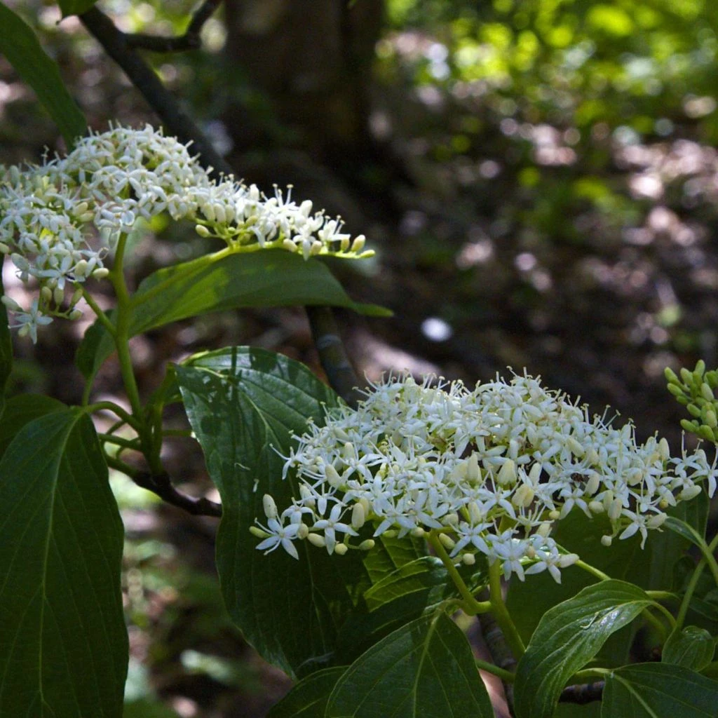 Cornus Controversa - Cornouiller Des Pagodes 3 Cornus Controversa - Cornouiller Des Pagodes